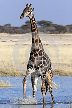 Giraffe - Namibia - Africa