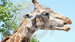 Giraffe in national park