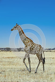 Giraffe in the national park in Afrika