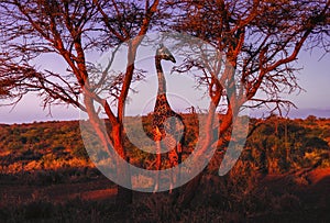 A giraffe in National park Amboseli - Kenya