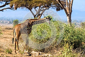 Giraffe in National park of Kenya