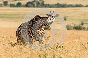 Giraffe in National park of Kenya