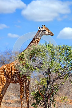 Giraffe in National park of Kenya