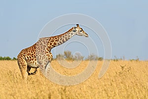 Giraffe in National park of Kenya