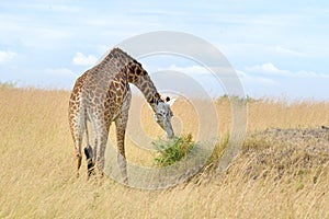 Giraffe in National park of Kenya