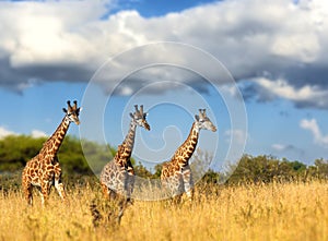 Giraffe in National park of Kenya