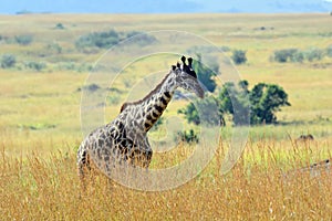 Giraffe in National park of Kenya