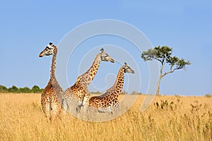 Giraffe in National park of Kenya