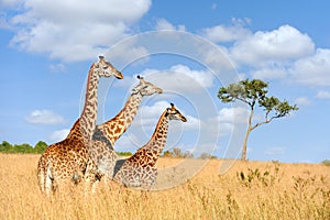 Giraffe in National park of Kenya