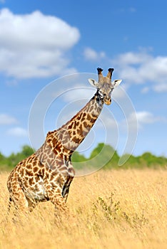 Giraffe in National park of Kenya