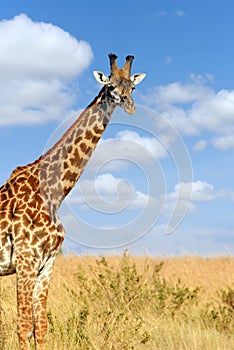 Giraffe in National park of Kenya