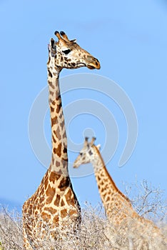 Giraffe in National park of Kenya