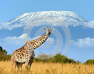 Giraffe in National park of Kenya