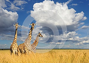 Giraffe in National park of Kenya