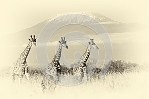 Giraffe in National park of Kenya. Vintage effect