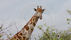 Giraffe in National park landscape grasslands