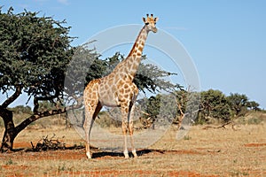 Giraffe in natural habitat - South Africa