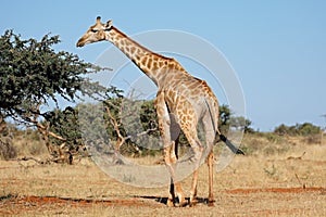 Giraffe in natural habitat - South Africa