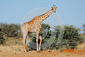 Giraffe in natural habitat - South Africa