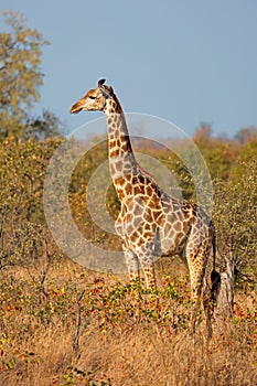 A giraffe in natural habitat, Kruger National Park, South Africa photo
