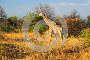 Giraffe in natural habitat in Waterberg Plateau National Park. Namibia