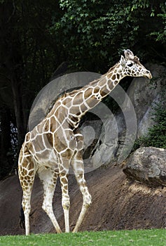 Giraffe at the NC zoo
