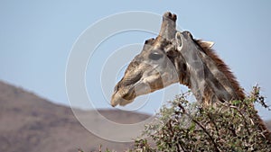 Giraffe near acacia tree in Kaokoveld in Namibia, Africa.