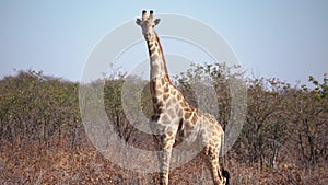 Giraffe near acacia tree in Kaokoveld in Namibia, Africa.