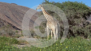 Giraffe near acacia tree in Kaokoveld in Namibia, Africa.