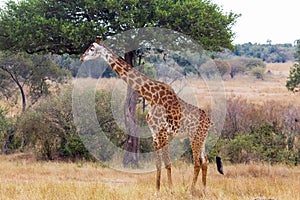 Giraffe near a large tree. Masai Mara, Kenya