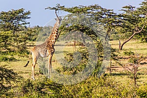 Giraffe near Masai Mara National Reserve, Ken