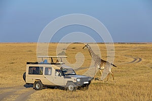 Giraffe near safari vehicle, Maasai Mara National Reserve, Kenya, Africa