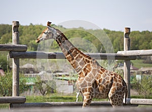 Giraffe near a wooden fence