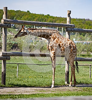 Giraffe near a wooden fence
