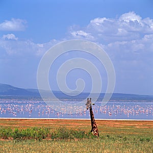 Giraffe in ngoro ngoro crater