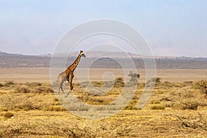 Giraffe in Ngorongoro Rerservation Area