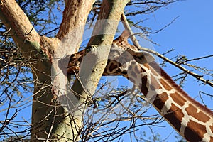 Giraffe nibbles on an acacia bark in the lazy evening sun in Rumuruti, Kenya.