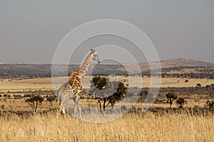 Giraffe in the Northwest province of South Africa.