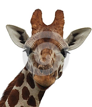 Giraffe Object Isolated