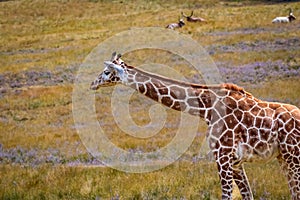 Giraffe in the open