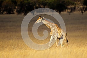 Giraffe in open grassland