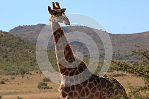 Giraffe in open plains
