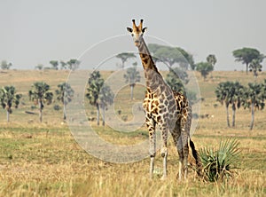 Giraffe on the Open Savanna