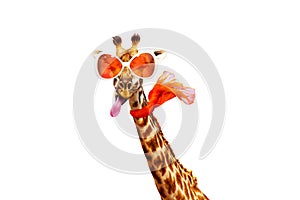 Giraffe in orange sunglasses and scarf