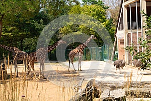 Giraffe and ostriches at zoo