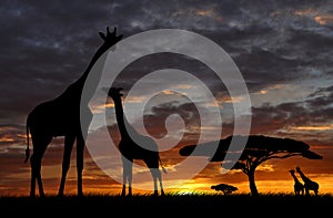 Giraffe over sunrise img