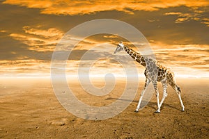 Giraffe over a sunset sky