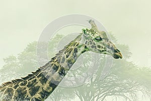 A giraffe overlaid with the texture of acacia trees in an African savanna double exposure