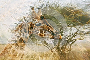 A giraffe overlaid with the texture of acacia trees in an African savanna double exposure