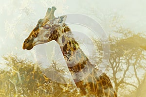 A giraffe overlaid with the texture of acacia trees in an African savanna double exposure